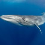 Einzigartige Unterwasserwelt der Kanaren zum Welttag der Ozeane