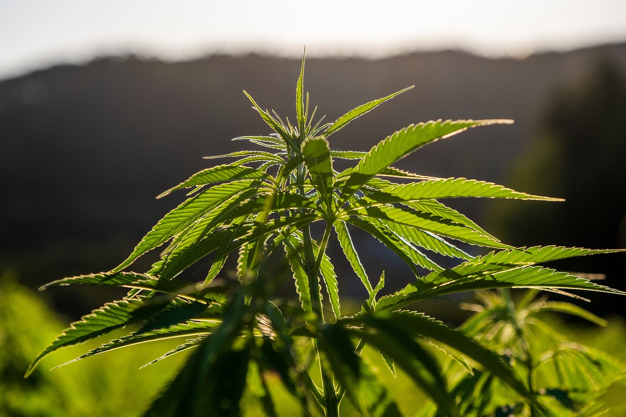 Cannabispflanze in der Abendsonne