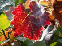 Weinblatt in der Abendsonne