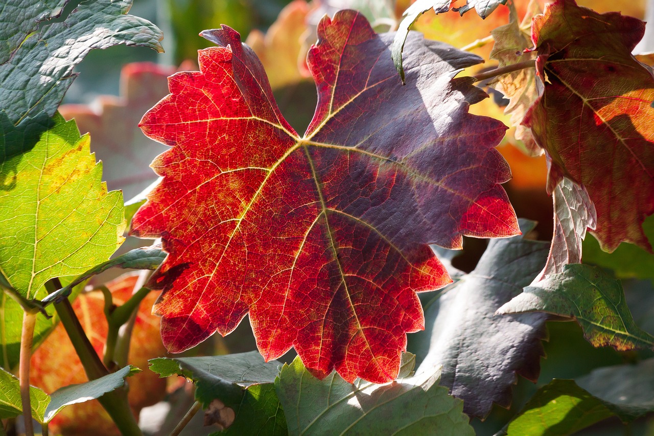 Weinblatt in der Abendsonne