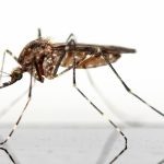 Mücken: Was hilft wirklich gegen Gottes nervigste Erfindung?