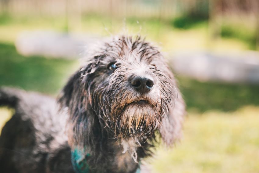 Hund auf der Wiese