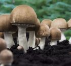 Der Vitalpilz Agaricus blazei murrill (ABM)