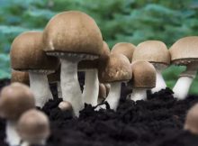 Der Vitalpilz Agaricus blazei murrill (ABM)