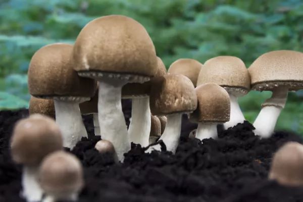 Der Vitalpilz Agaricus blazei murrill (ABM)