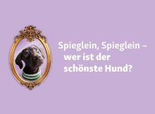 Fressnapf sucht den schönsten Hund Deutschlands