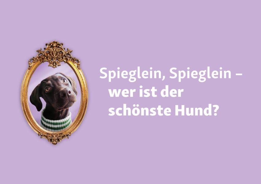 Fressnapf sucht den schönsten Hund Deutschlands